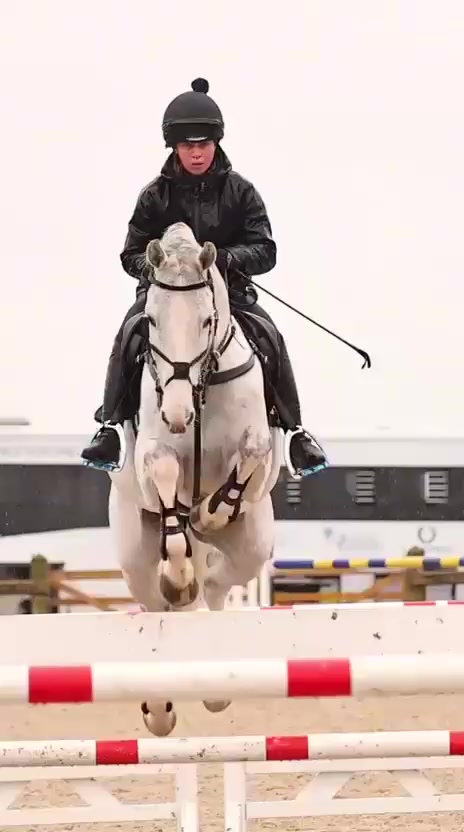 @HorseQuest - Horses for Sale