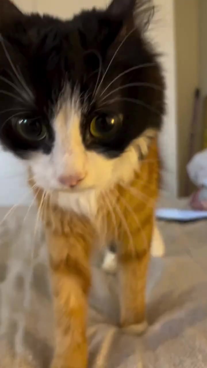 @gonzo_cats