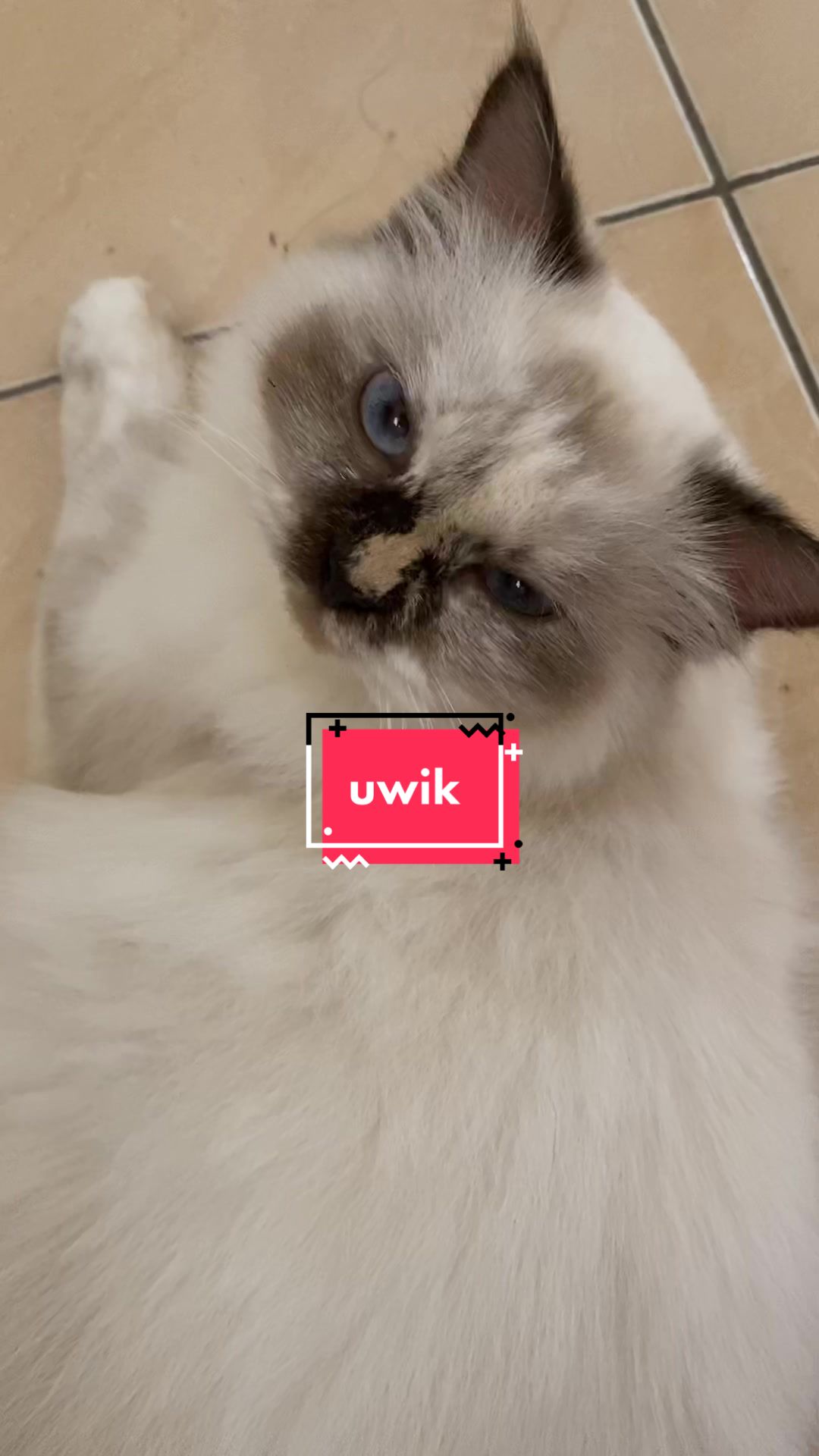 @unothemaincoon