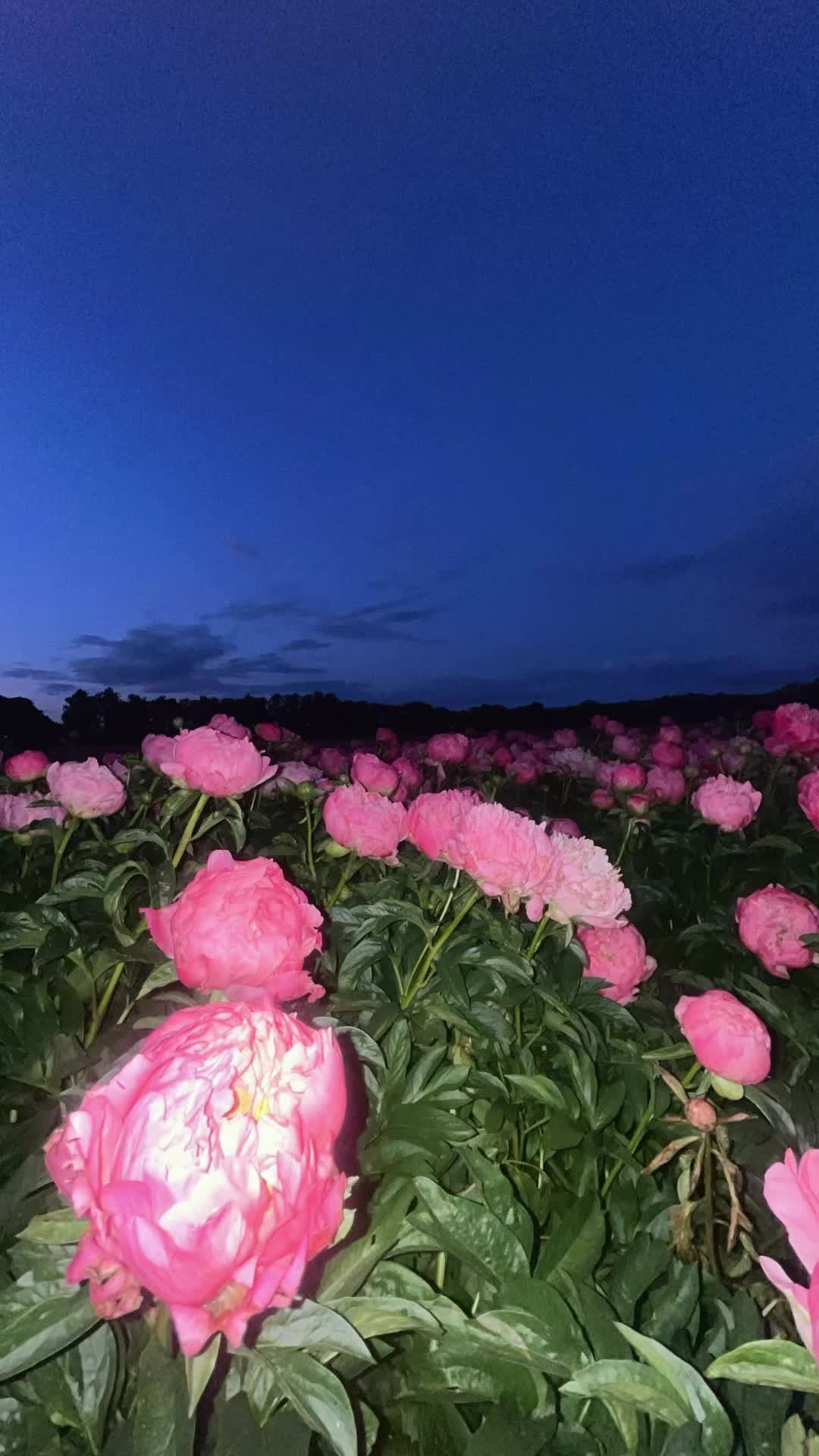 @𝒢ℯℴ𝓇𝑔𝒾𝓃𝒶 𝓀𝓇𝒶𝓊𝓈