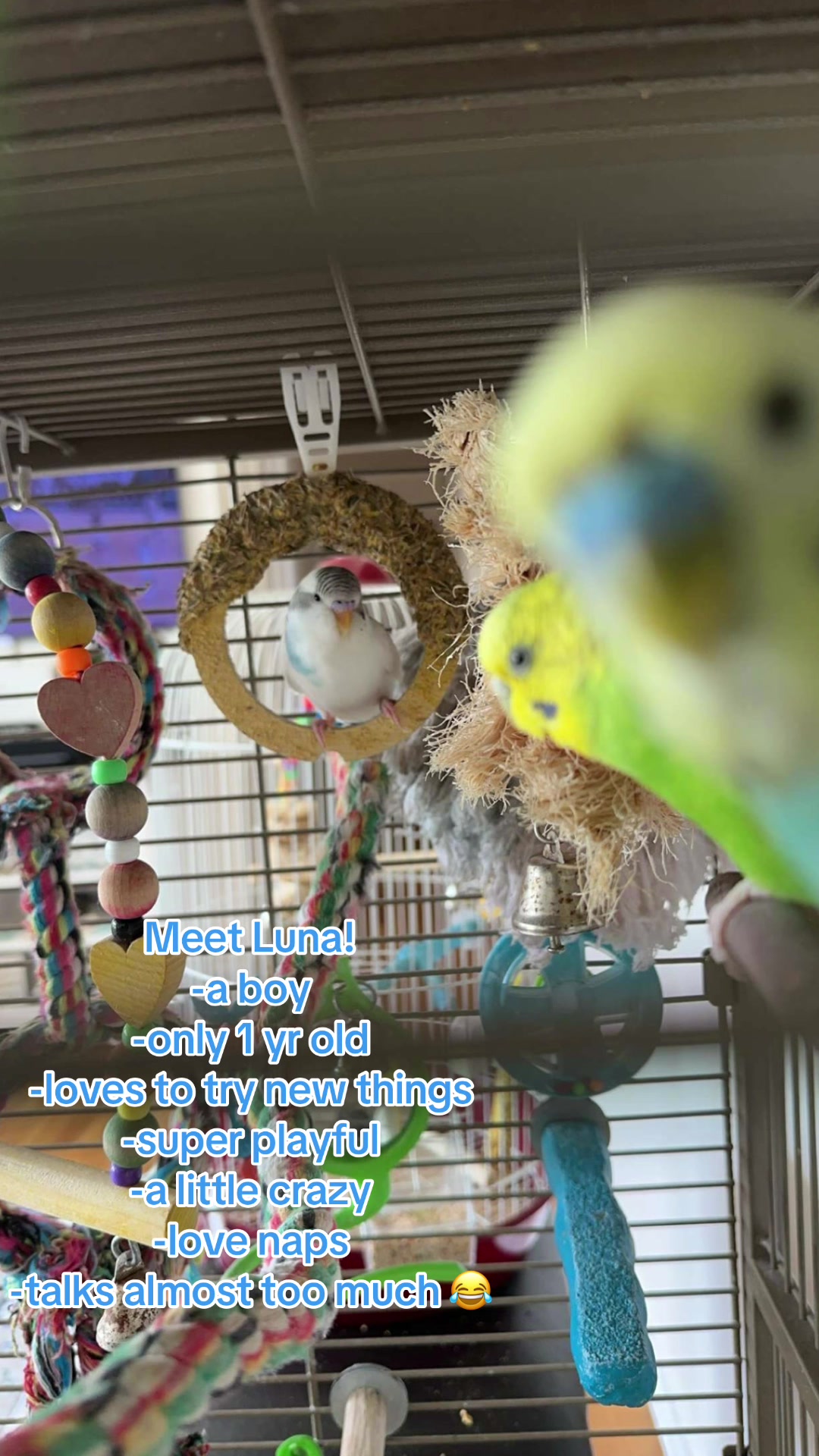 @The budgie trio