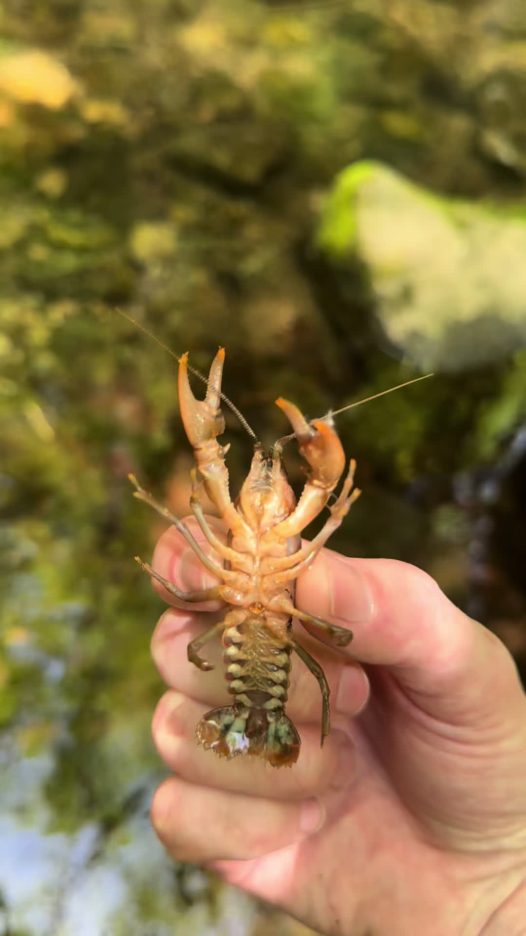 @shrimp.and.chill