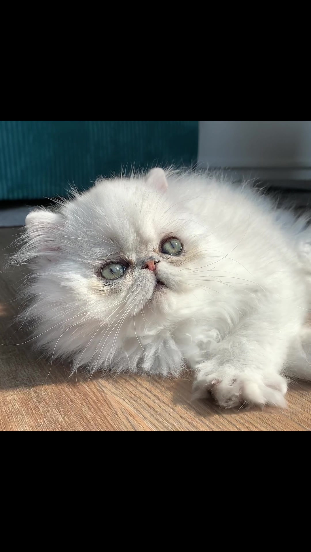 @Dutchkittycat