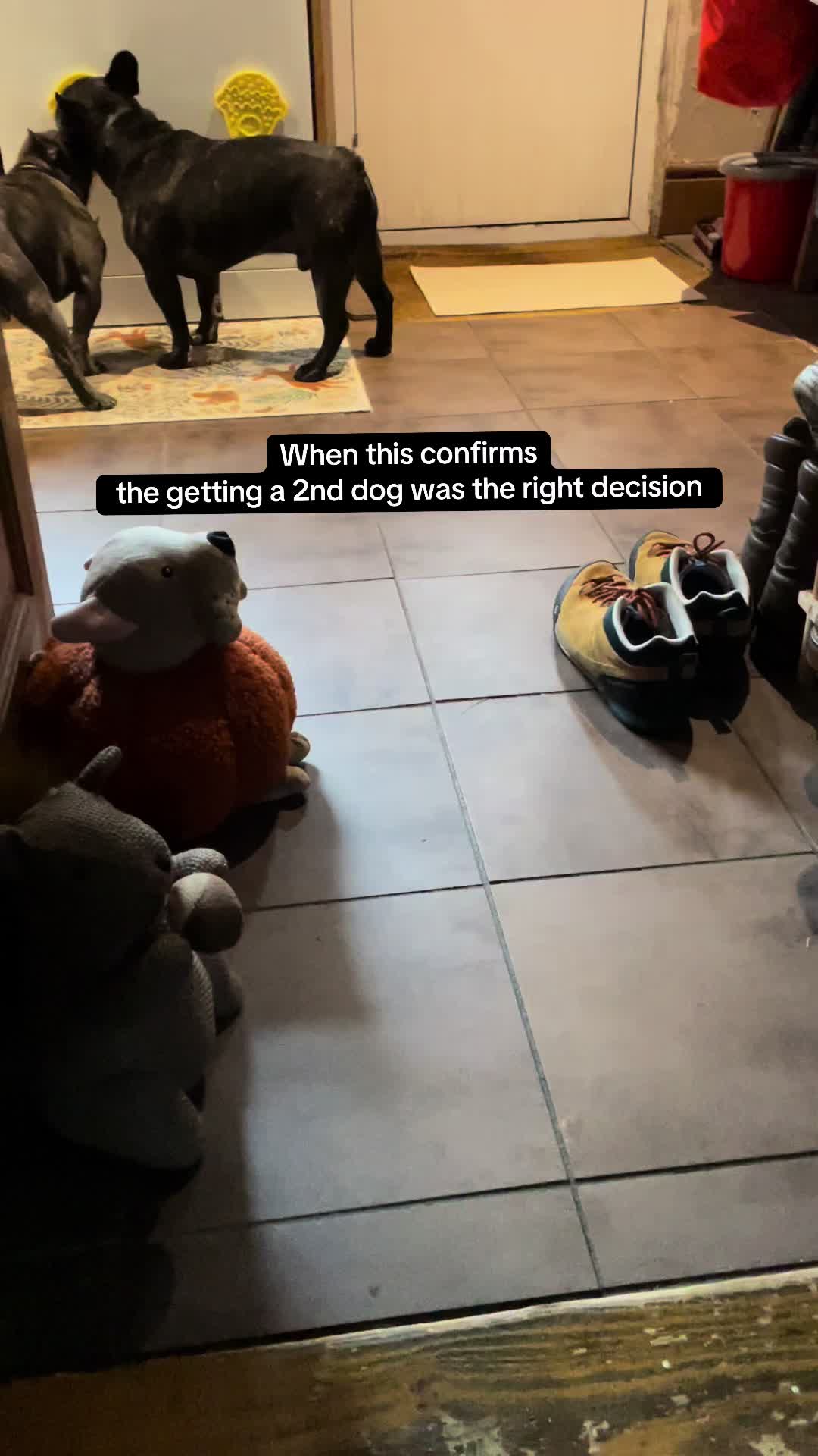 @Mad Hol, Oz & Zeus ❤️