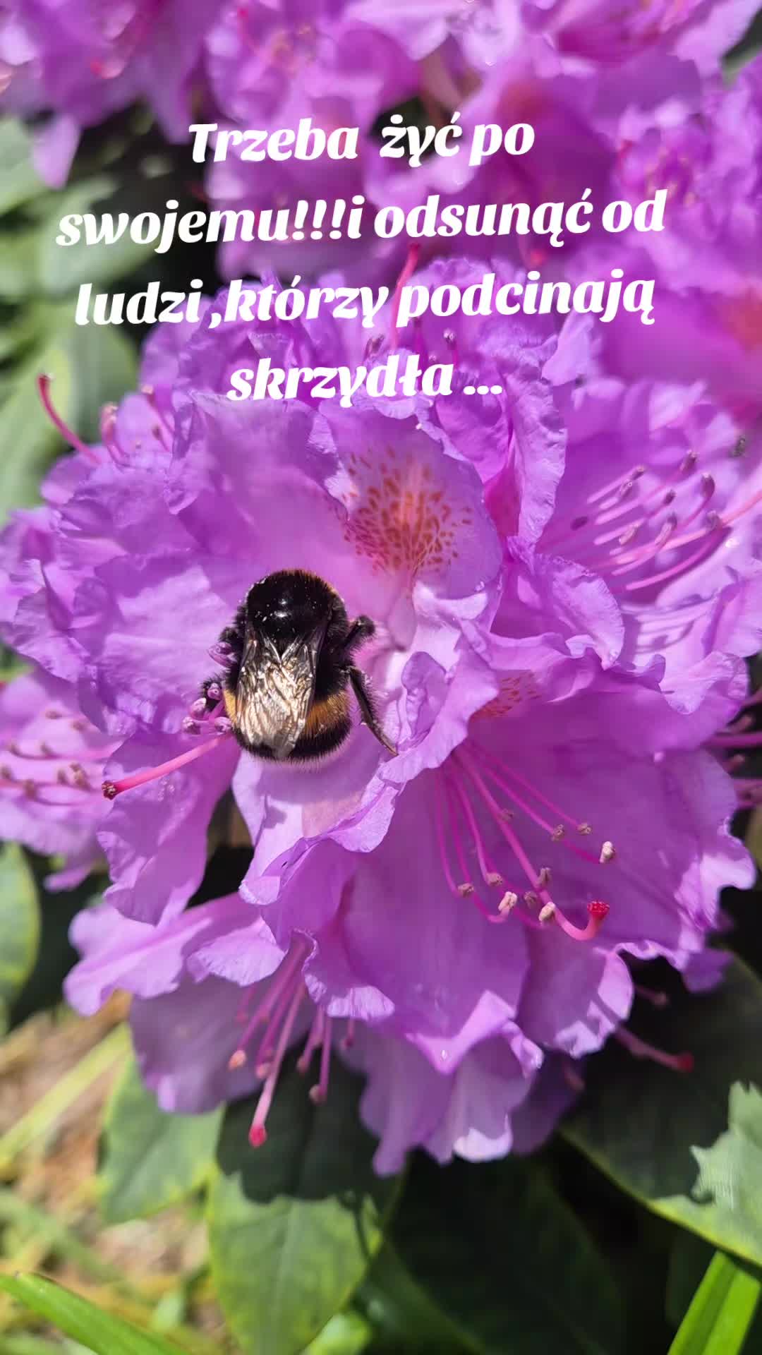 @🌺🪻aasia🌺🪻
