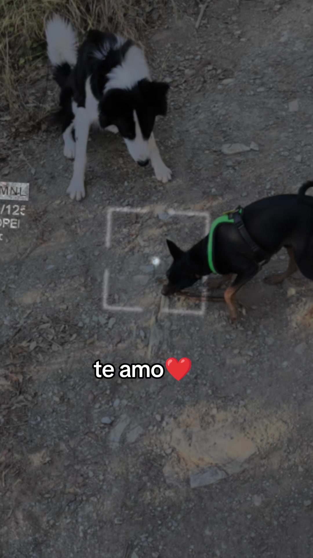 @Cuca