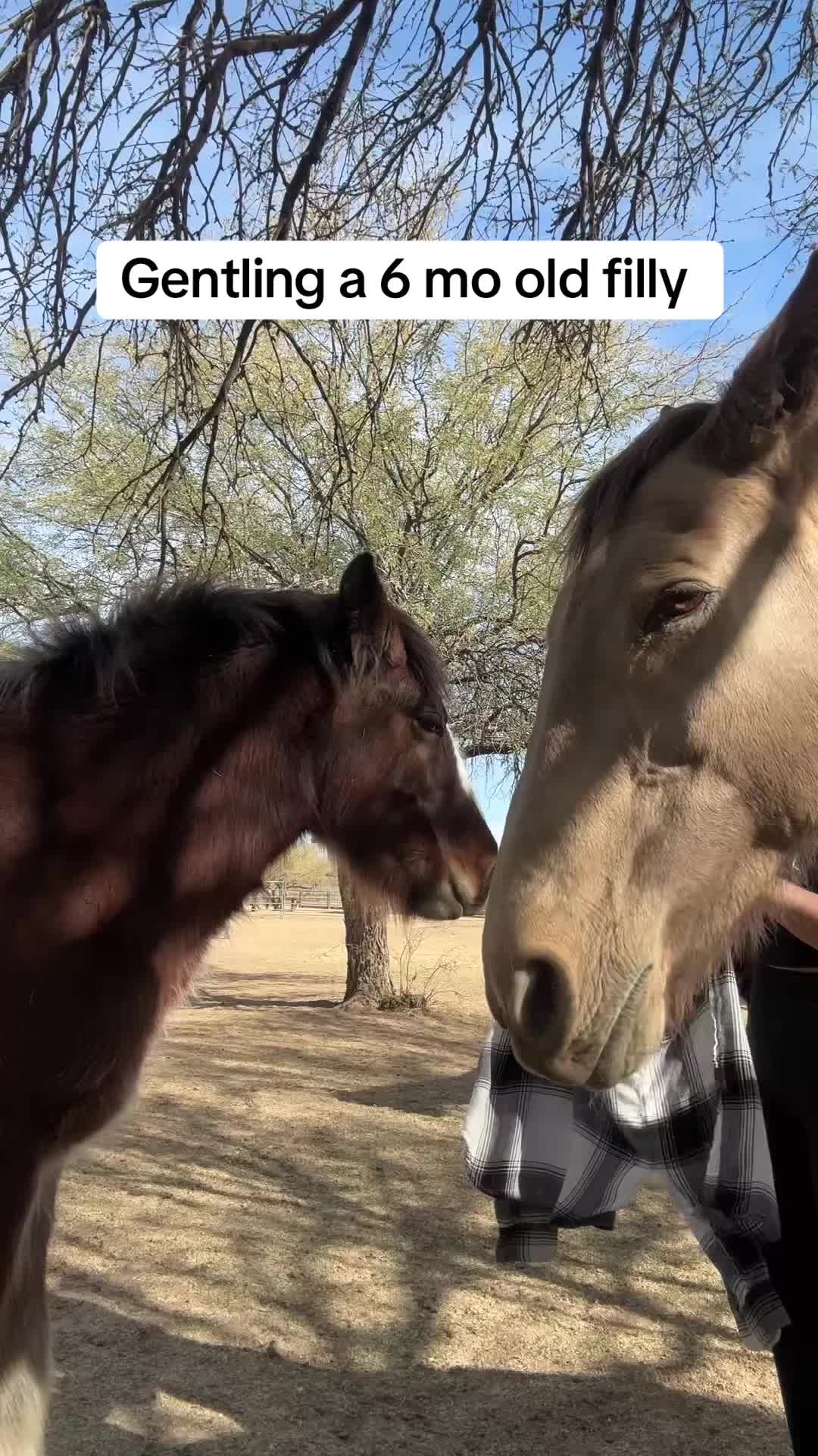 @Apache Powder Ranch
