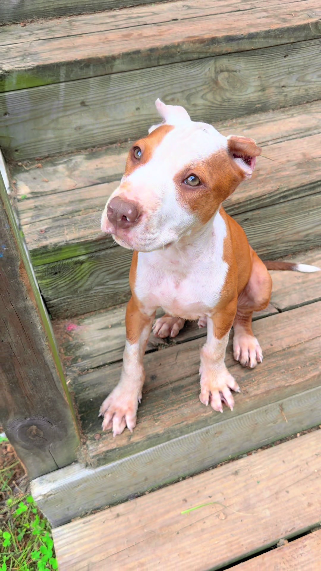 @WorldGoneMadKennels