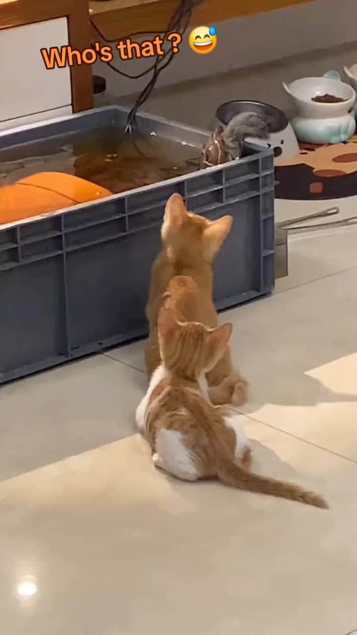 @🤣Vid&eacute;os Dr&ocirc;les.Zzz