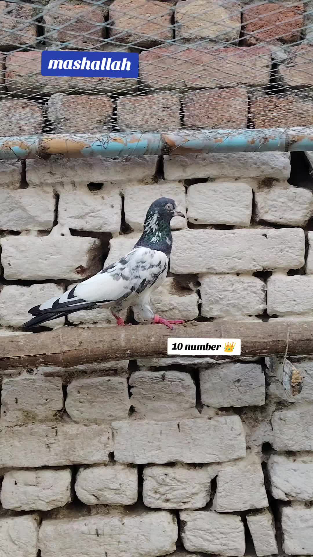 @⚜️علی رضا ⚜️