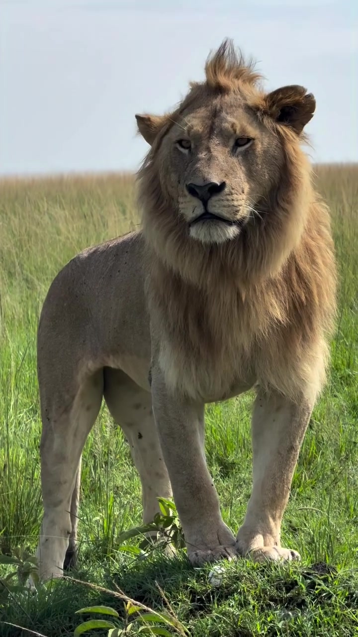 @lion_world5