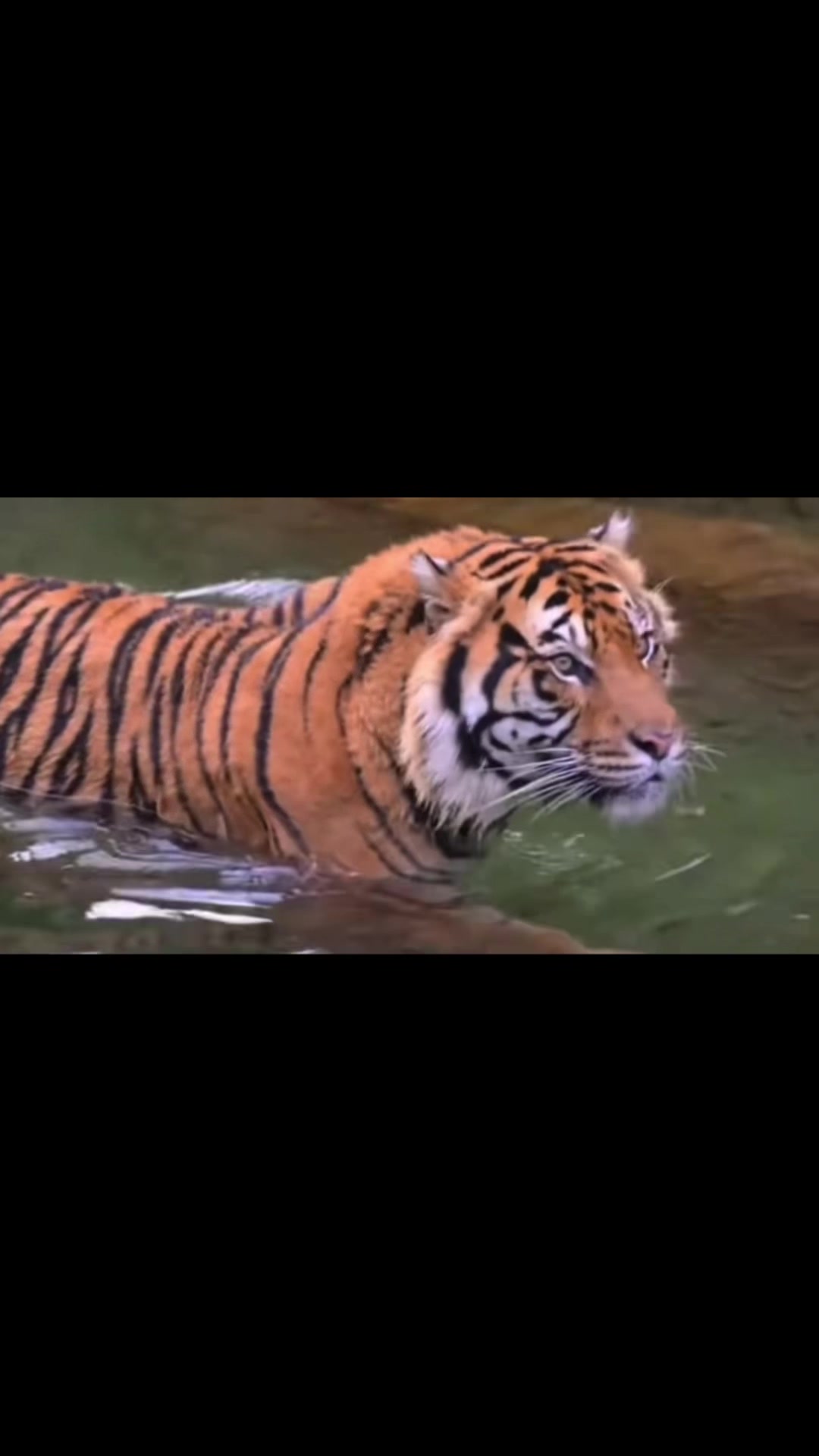 @𝘛𝘪𝘨𝘳𝘦𝘴𝘴 ⌗ 🐅