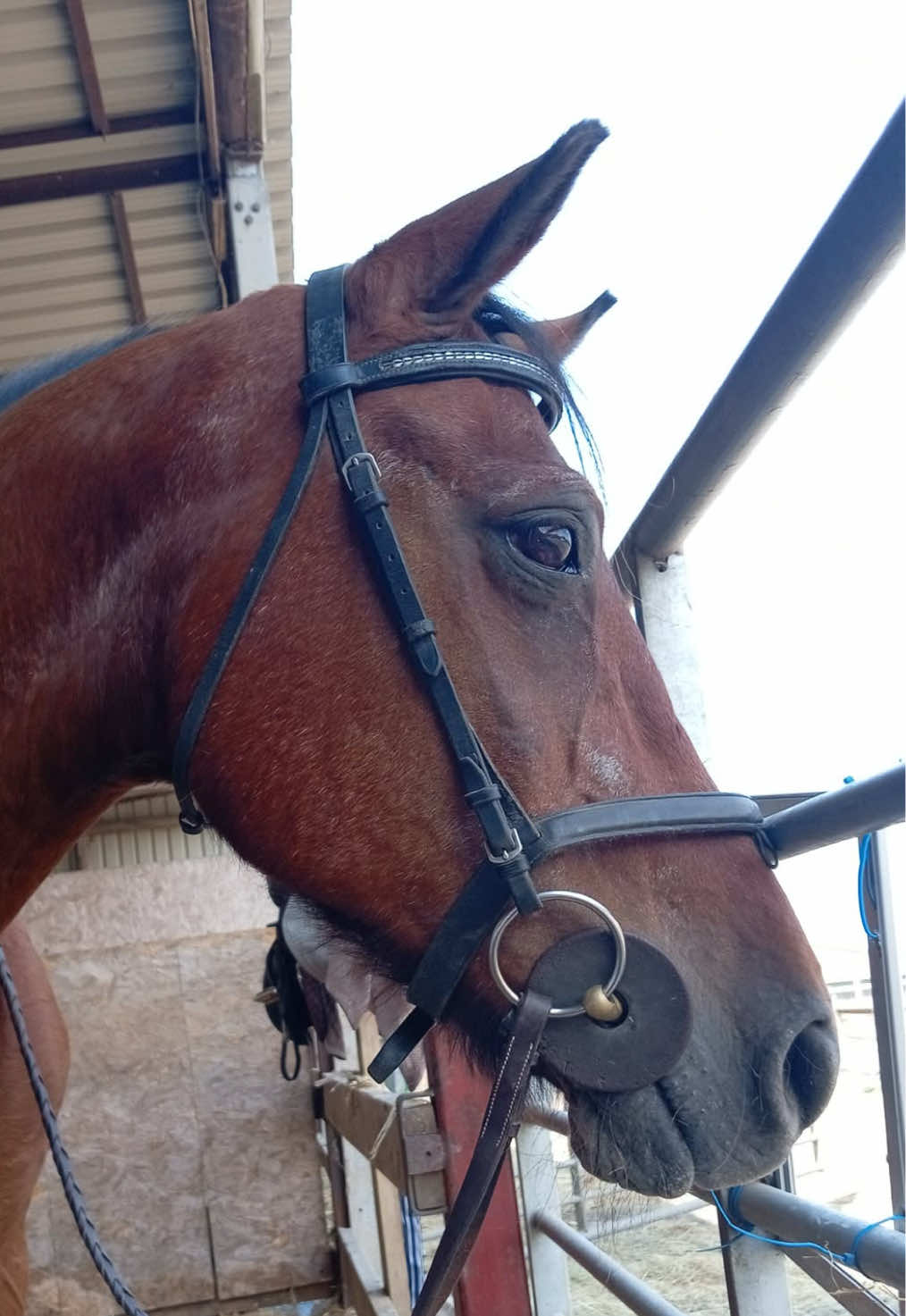@Moor Farm Stables
