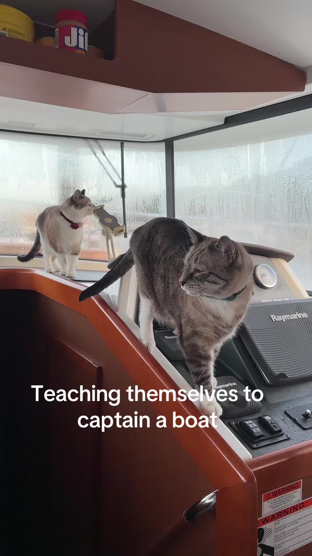 @bellkittiesmom