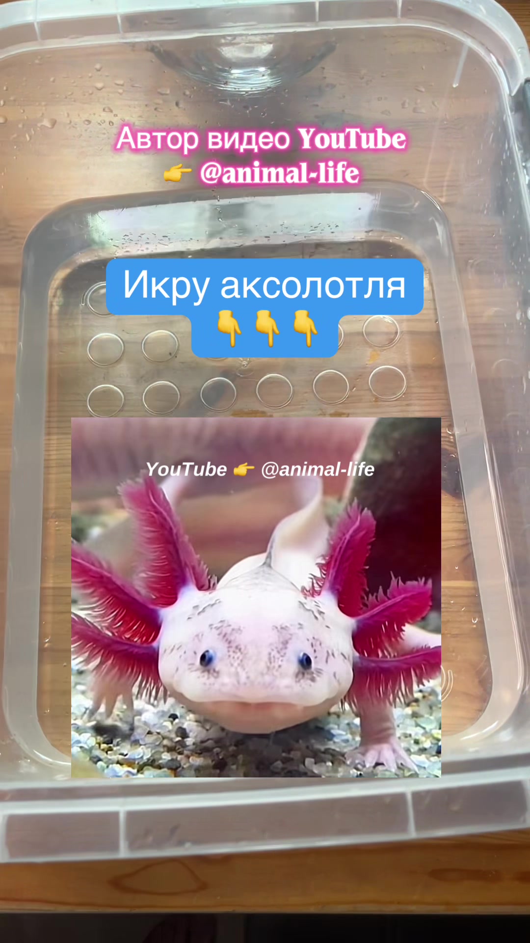 @z_l_a_tt_a
