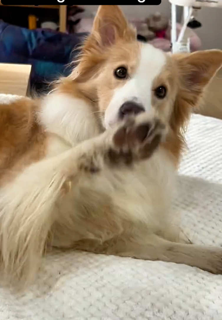 @dogsagaz