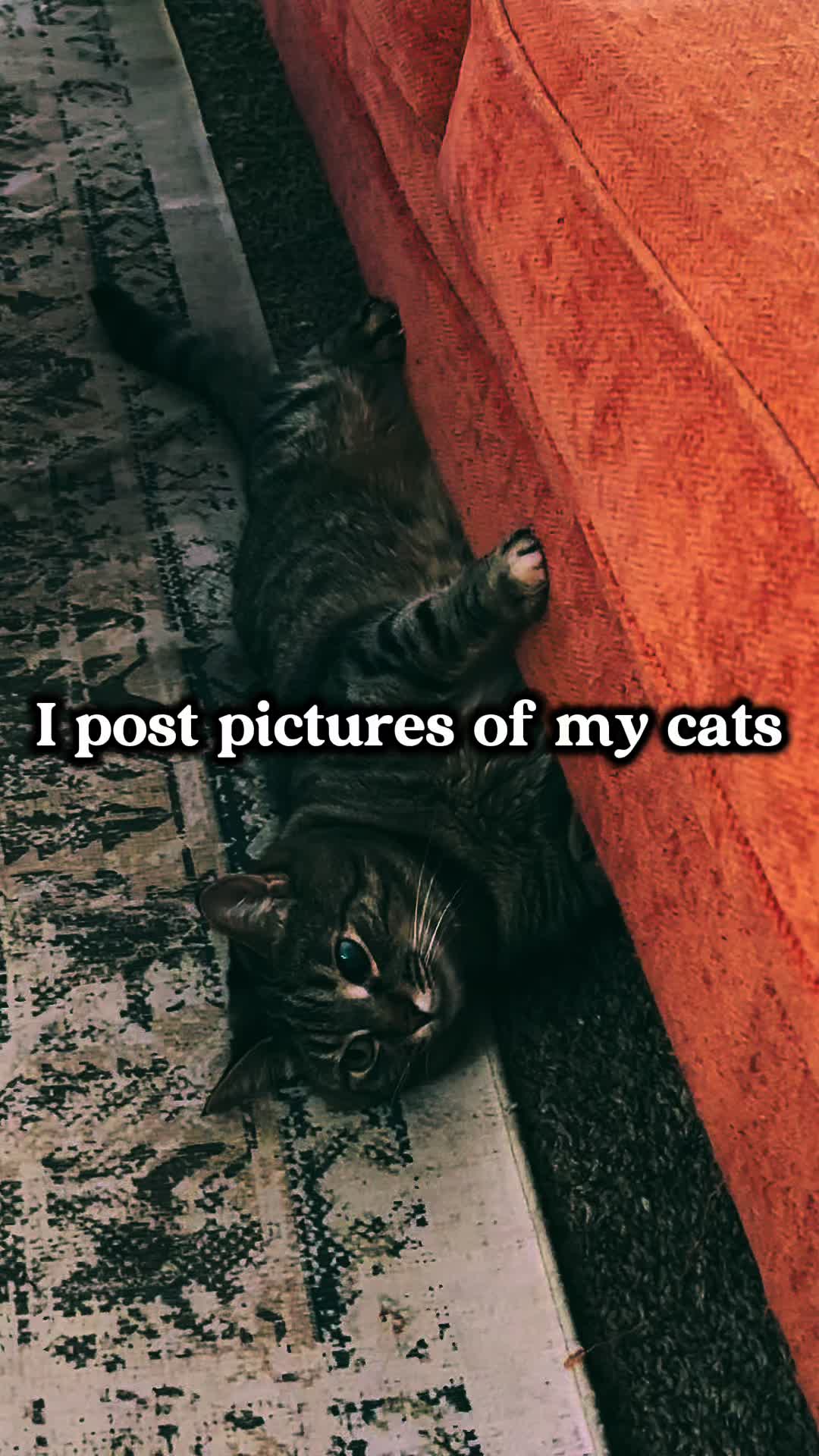 @Erin ❌G7 🐈⬛