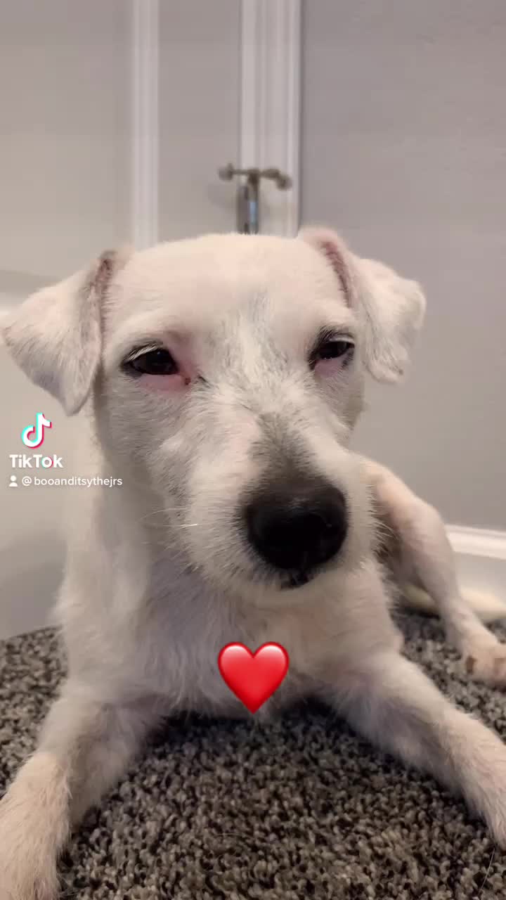 @A dog and his owner