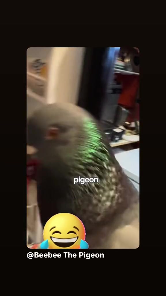 @Beebee The Pigeon
