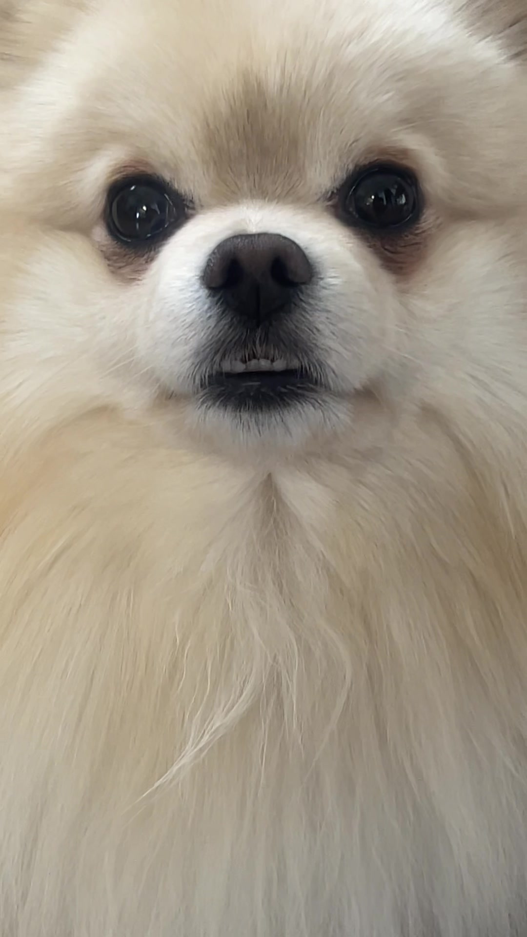 @beingmilothepom