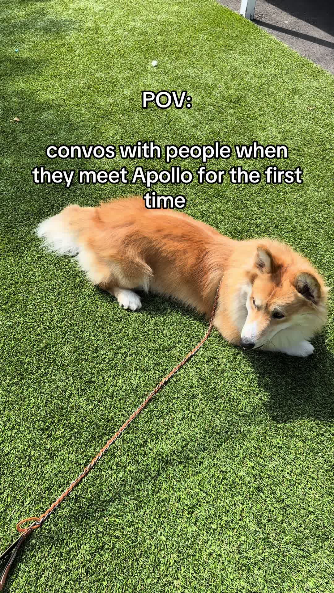 @apollothecorgimute