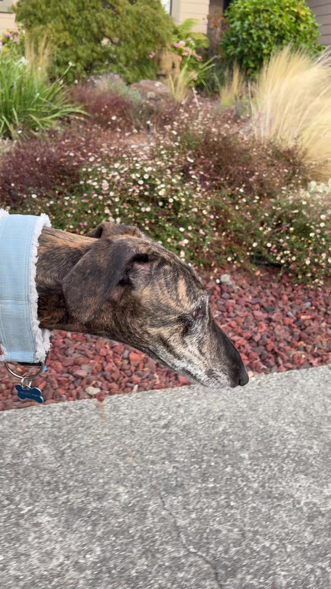 @dogwalkerannika