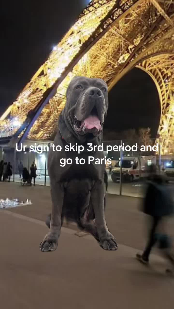 @Alistair the Cane Corso