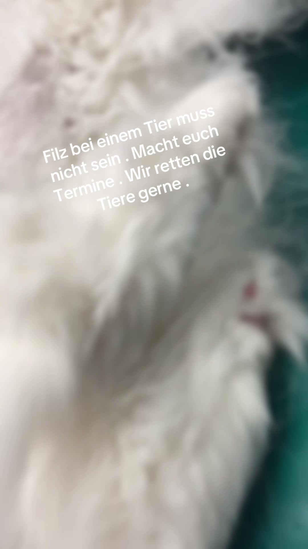 @Fellpflegerei Verena