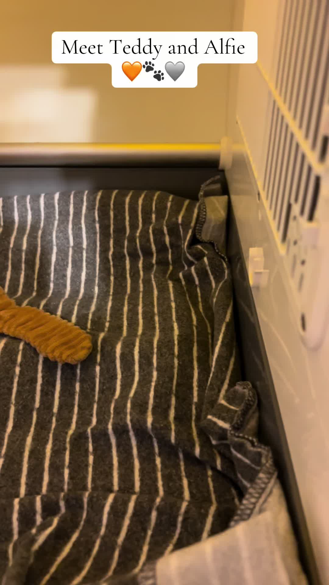 @Kitten.mama