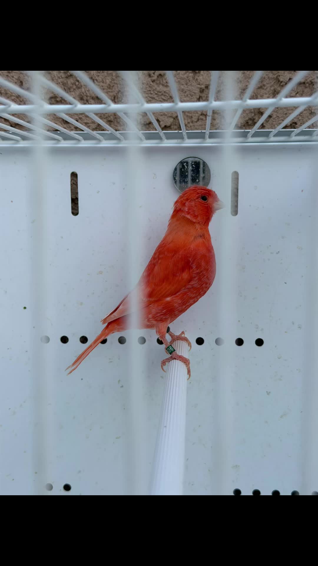 @AviarioUre&ntilde;a