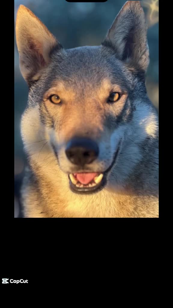 @🐺 Ragnar_et_sa_meute 🐺
