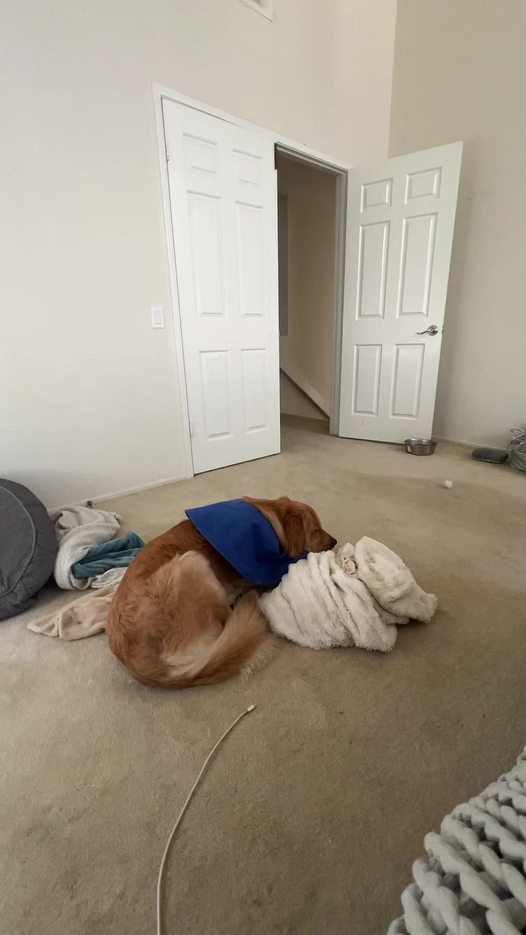 @Anna | Golden Sniffs