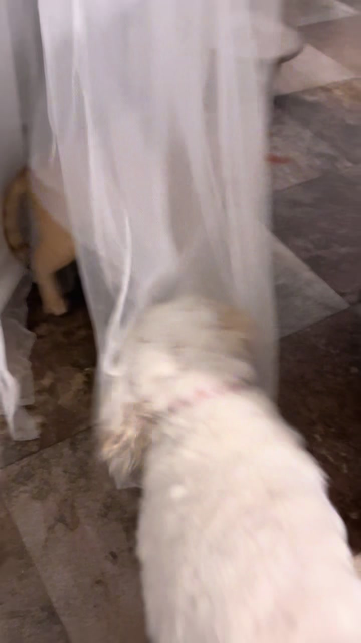 @AZUL🐶🥰