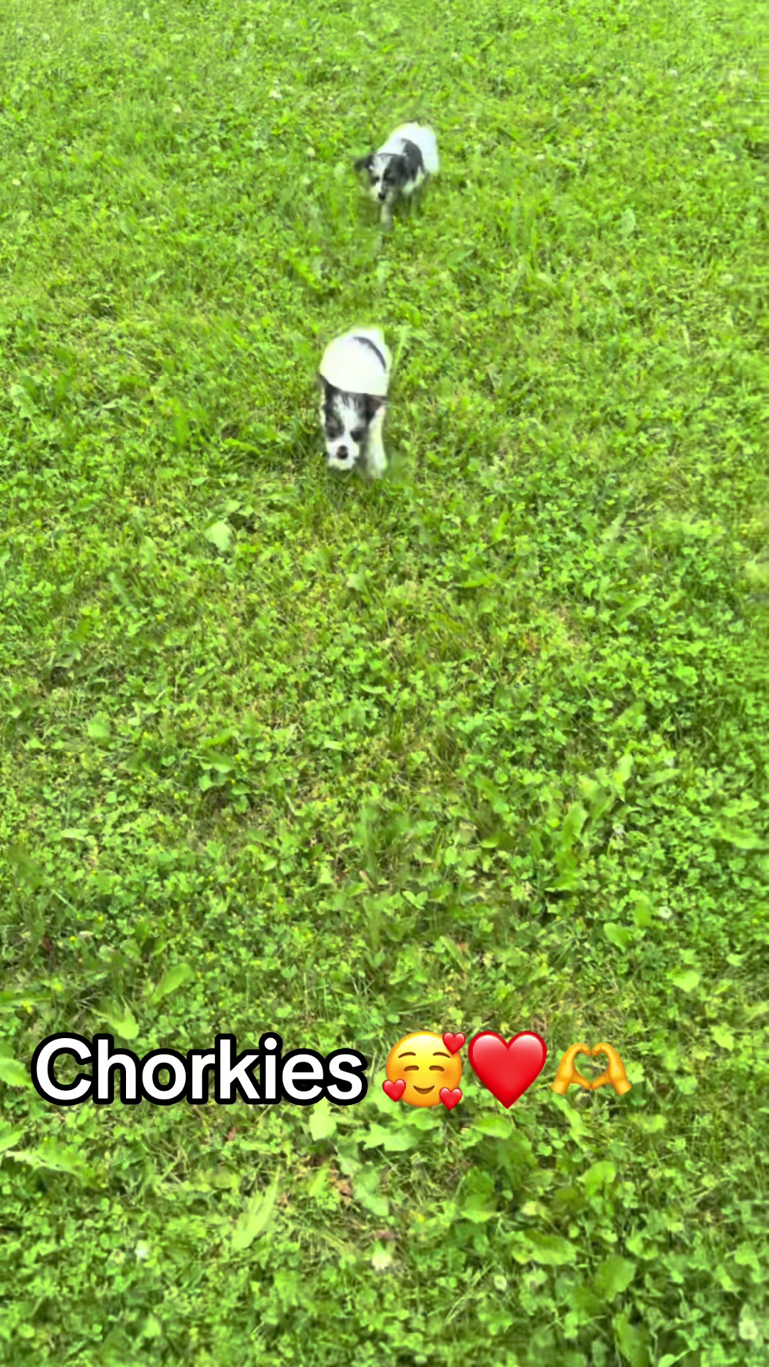 @Dannys Family Pets