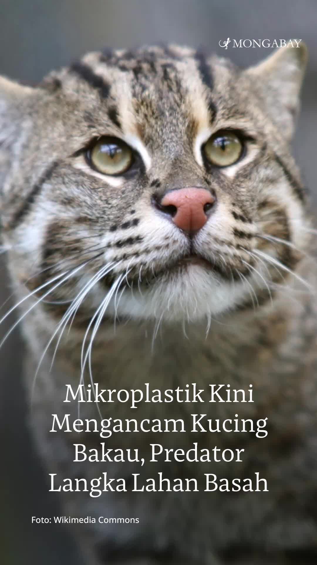 @mongabayindonesia