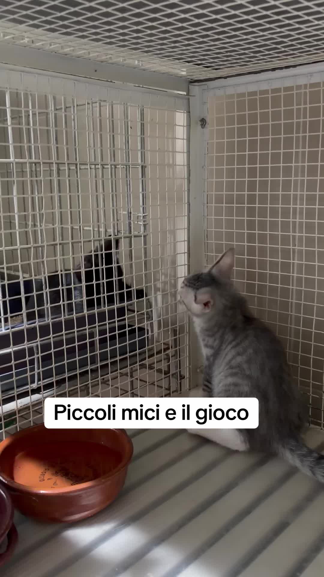 @Rafmain