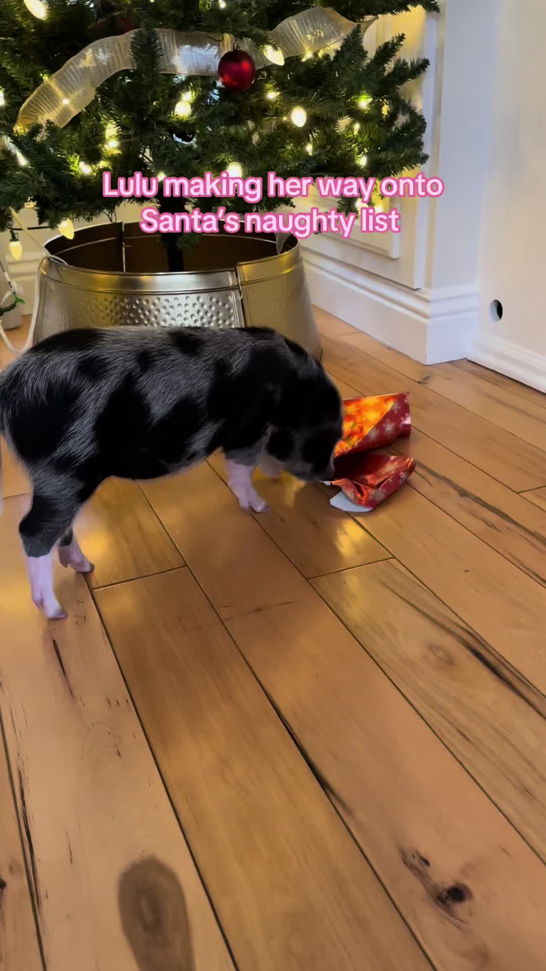 @LuLu The Pixie Pig