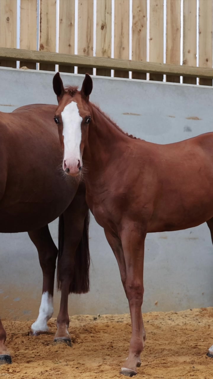 @HorseQuest - Horses for Sale