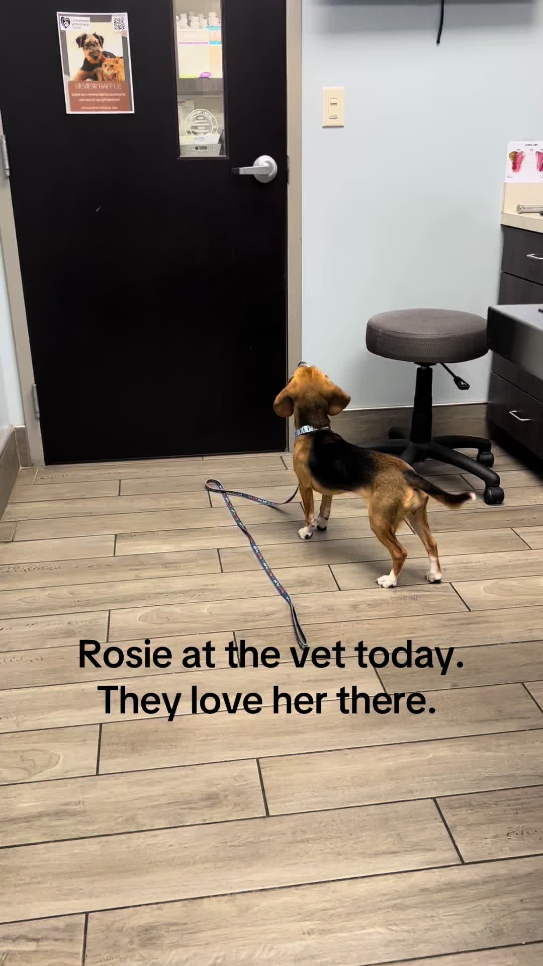 @Rosie the Beagle 🇺🇸🥰 🌞