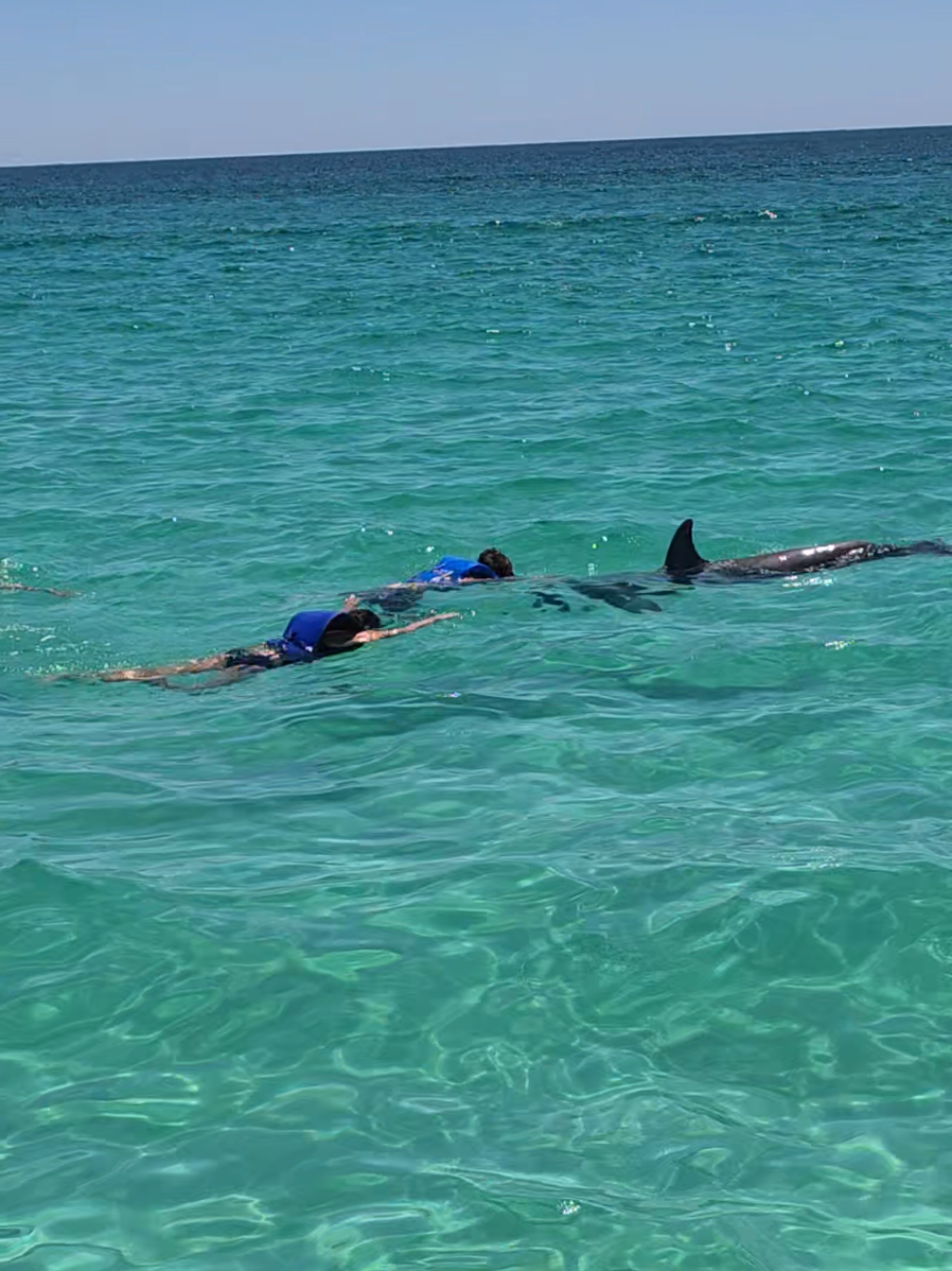 @Shell Island Dolphin Tours 🐬
