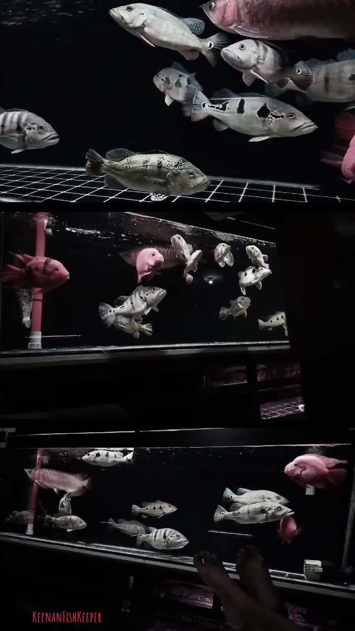 @Reza.Italiano
