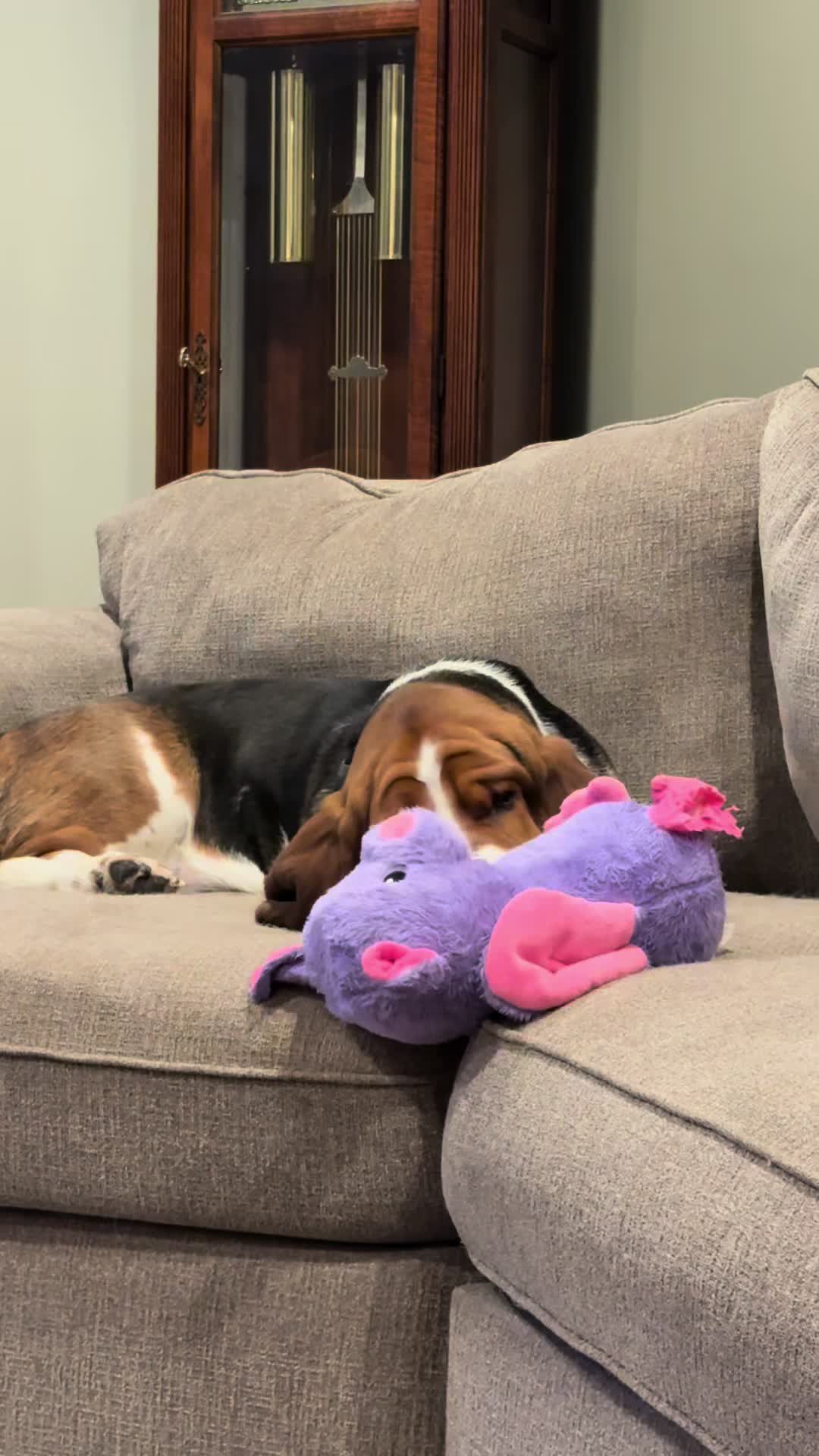 @Chuck Bass The Basset Hound