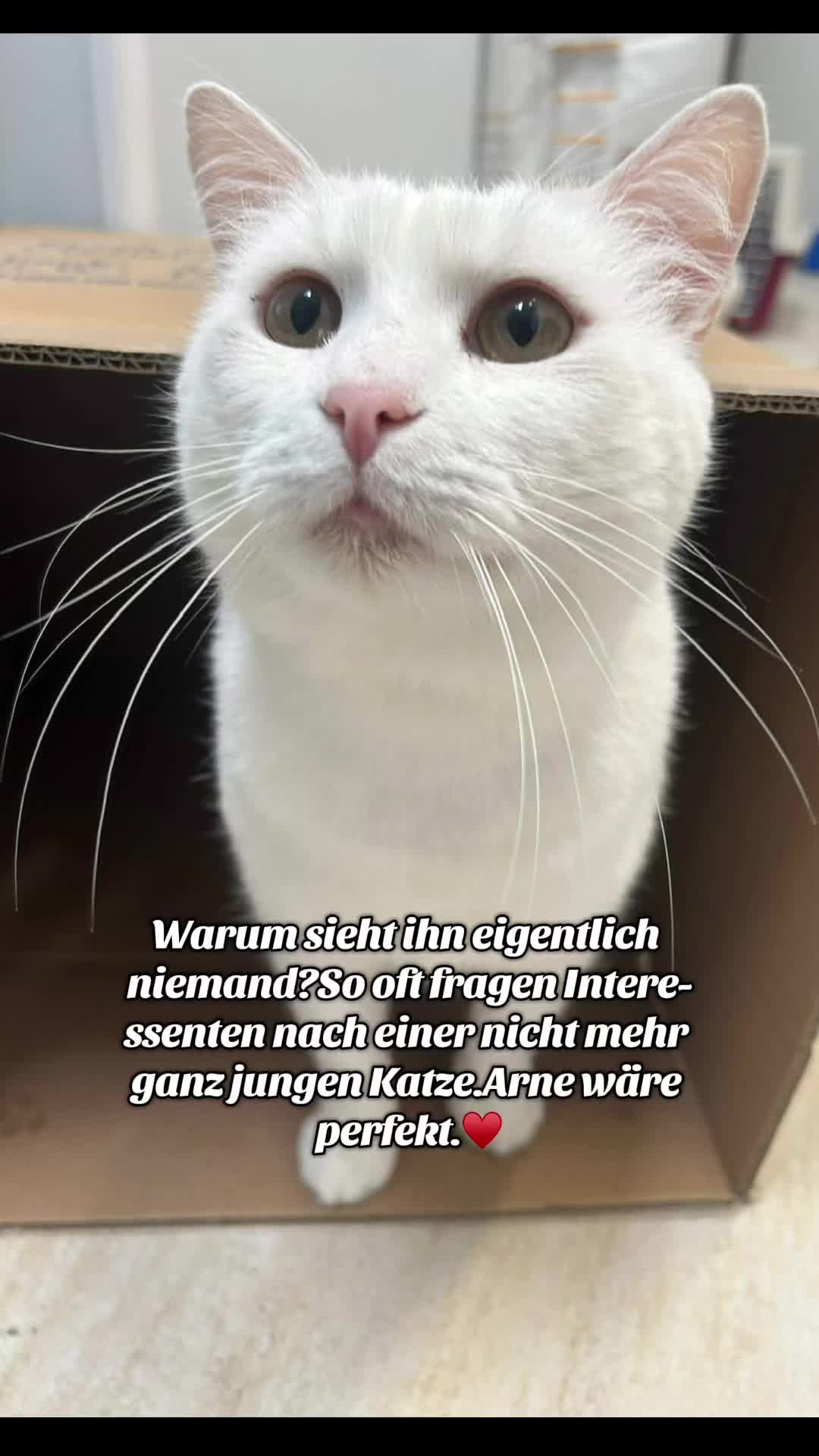 @Wags His Tail