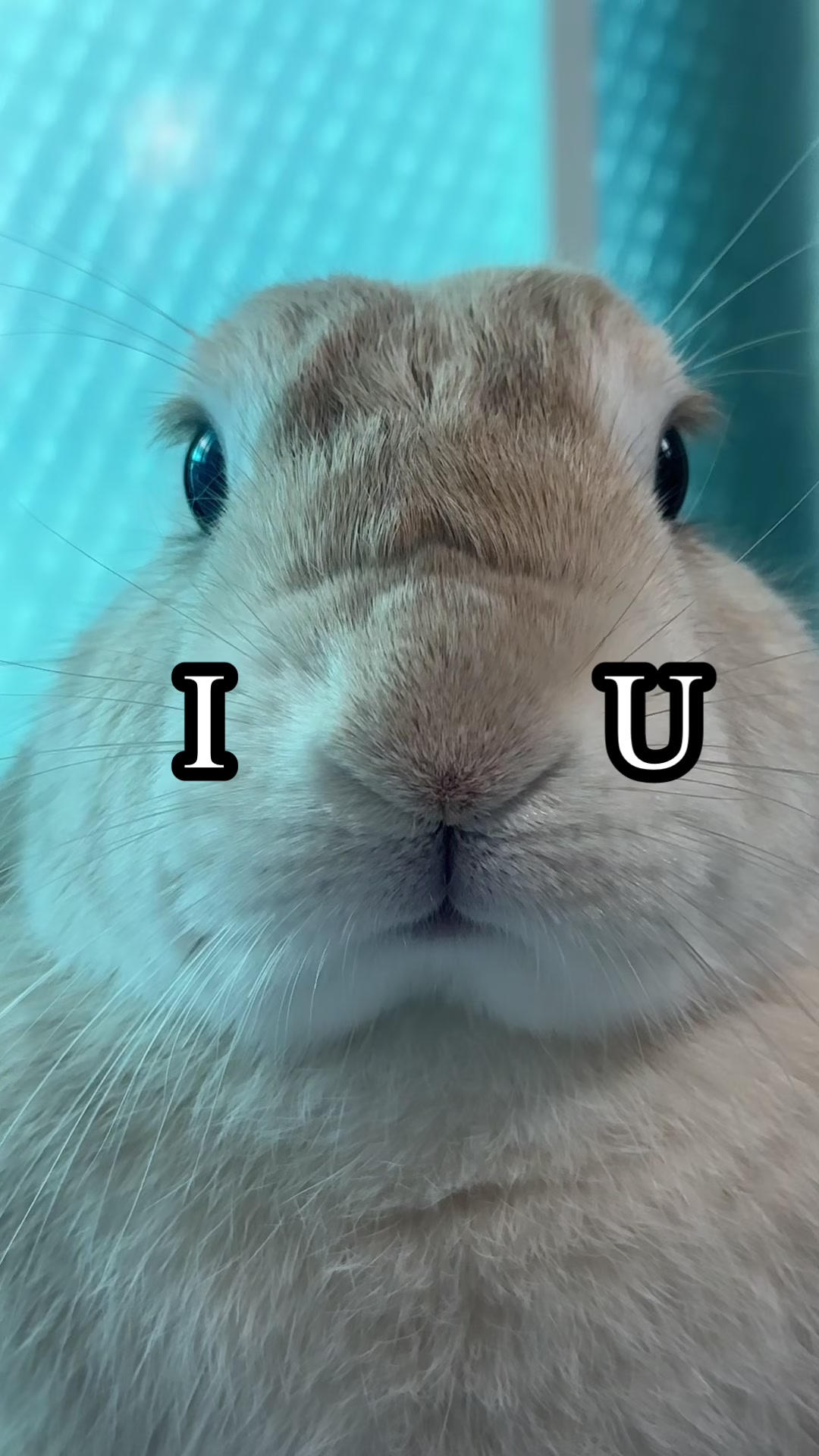 @WONDOO