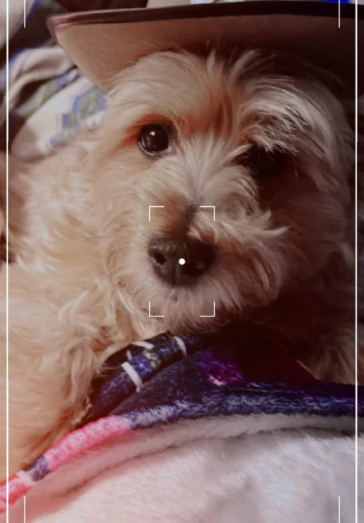@Paws From Afar Rescue
