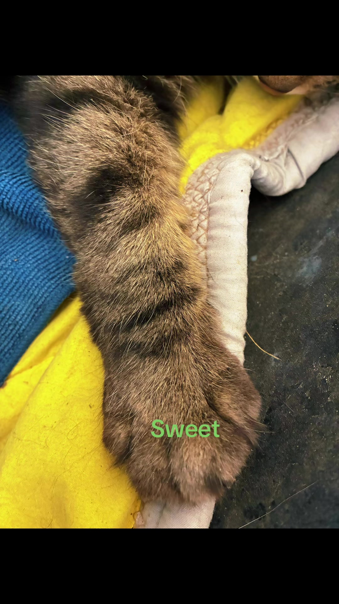 @Amri Gatitos