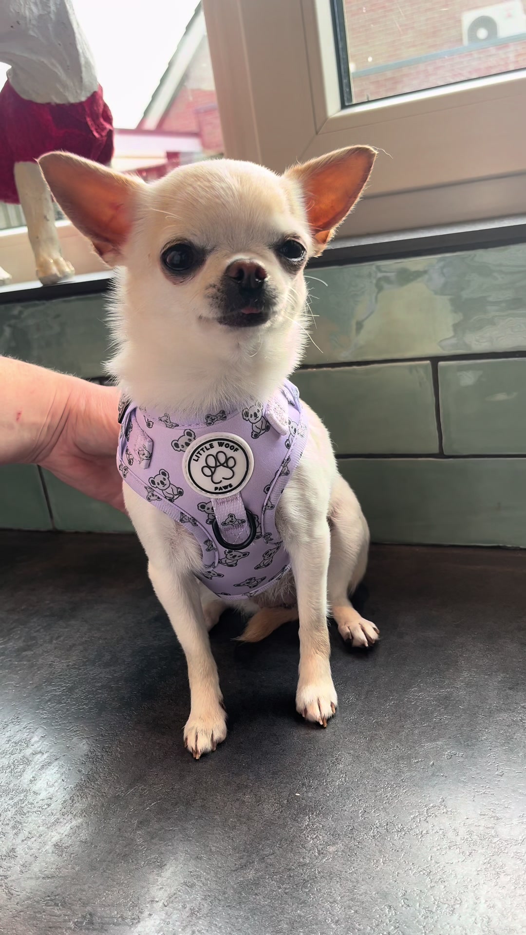 @Danielle |(chihuahua)mama 🐕🩵
