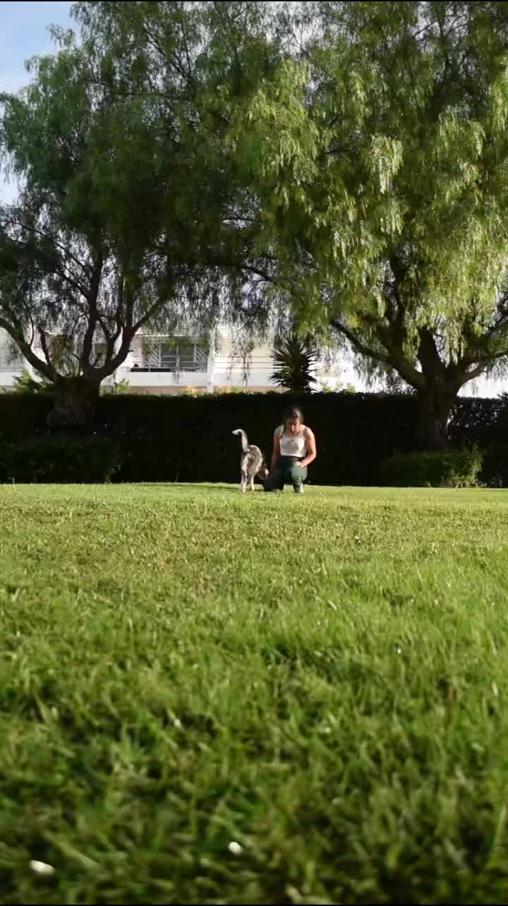 @superdogflor and company