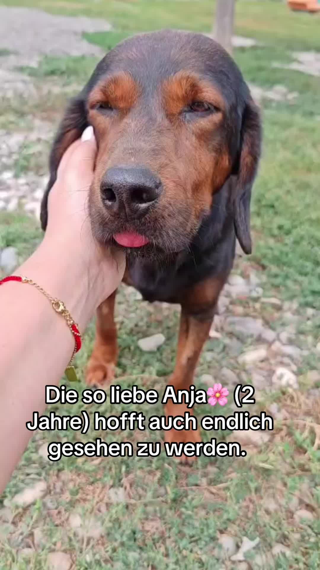 @Ankerhunde e.V.