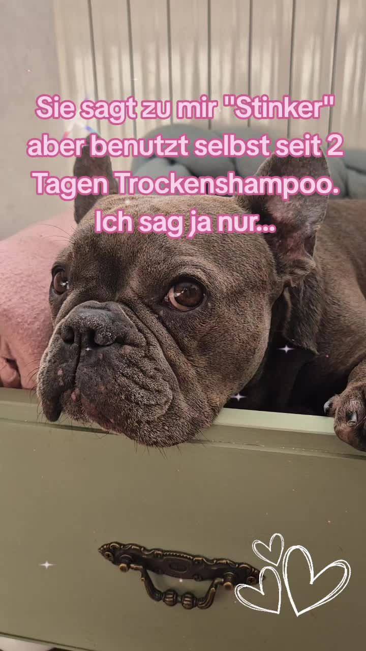 @FrenchieFrieda
